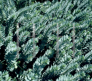 Picture of Euphorbia myrsinites 