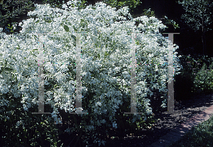 Picture of Euphorbia marginata 