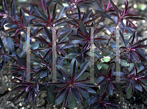 Picture of Euphorbia dulcis 'Chameleon'