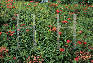 Picture of Euphorbia griffithii 'Dixter'