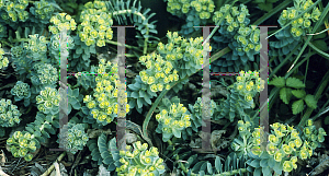 Picture of Euphorbia myrsinites 