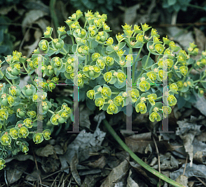 Picture of Euphorbia myrsinites 