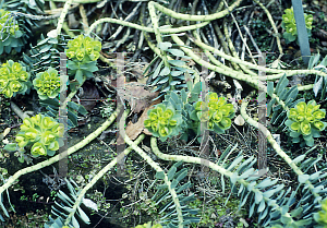 Picture of Euphorbia myrsinites 