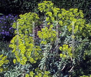 Picture of Euphorbia nicaeensis 