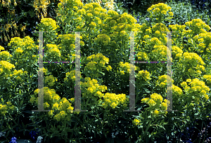 Picture of Euphorbia palustris 