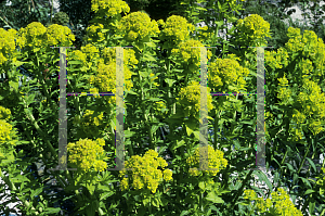 Picture of Euphorbia palustris 