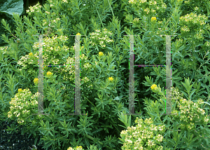 Picture of Euphorbia palustris 