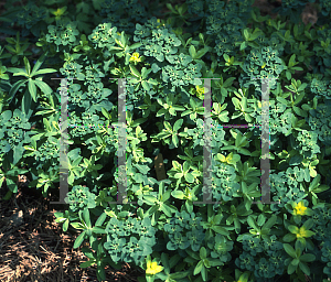 Picture of Euphorbia polychroma 