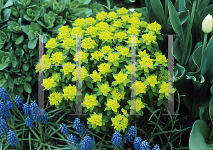 Picture of Euphorbia polychroma 