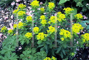 Picture of Euphorbia polychroma 