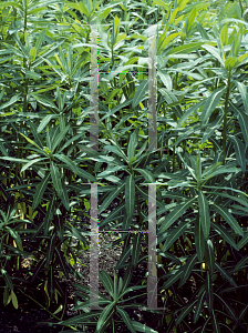 Picture of Euphorbia schillingii 