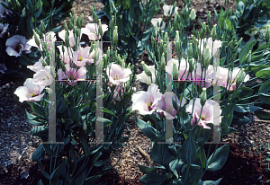 Picture of Eustoma grandiflorum 