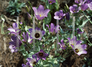 Picture of Eustoma grandiflorum 