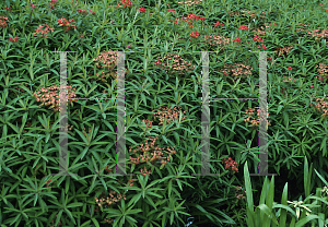 Picture of Euphorbia griffithii 'Fireglow'