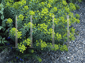 Picture of Euphorbia seguieriana 