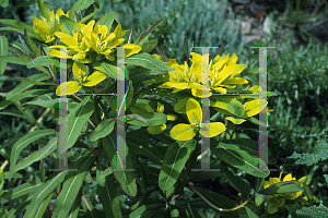 Picture of Euphorbia sikkimensis 