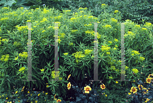 Picture of Euphorbia sikkimensis 