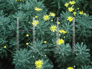 Picture of Euryops pectinatus 