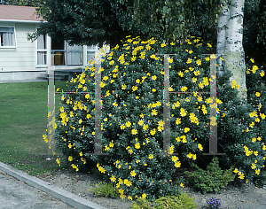 Picture of Euryops pectinatus 