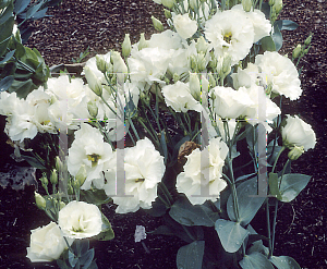 Picture of Eustoma grandiflorum 'Echo White'