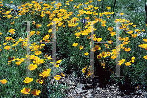 Picture of Eschscholzia californica 