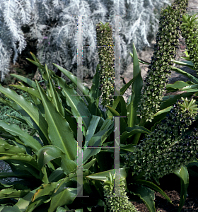 Picture of Eucomis comosa 