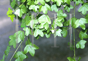Picture of Acer monspessulanum 