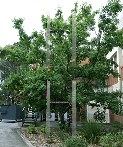 Picture of Acer monspessulanum 
