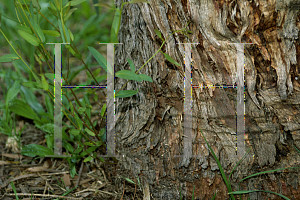 Picture of Eucalyptus macarthurii 