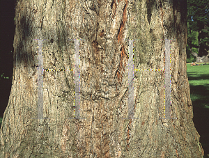 Picture of Eucalyptus robusta 