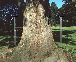 Picture of Eucalyptus robusta 