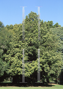 Picture of Podocarpus elatus 