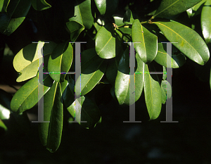Picture of Syzygium moorei 
