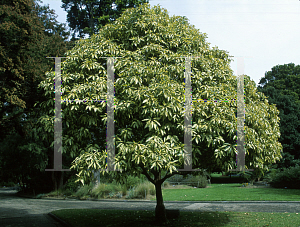 Picture of Lophostemon confertus 'Variegatus'