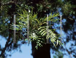 Picture of Grevillea robusta 