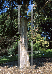 Picture of Eucalyptus melliodora 