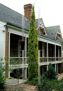 Picture of Cupressus sempervirens 'Swaine's Gold'