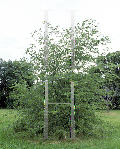 Picture of Quercus emoryi 