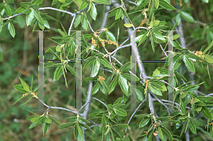 Picture of Quercus emoryi 