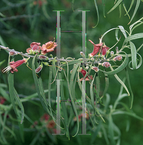 Picture of Eremophila longifolia 