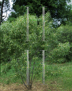 Picture of Eremophila bignoniiflora 