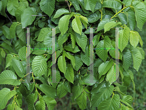 Picture of Ulmus x hollandica 