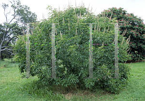 Picture of Aesculus californica 