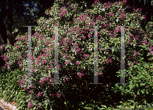 Picture of Fuchsia arborescens 