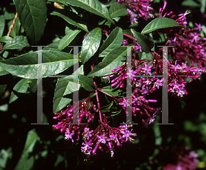 Picture of Fuchsia arborescens 