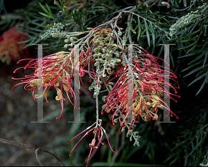 Picture of Grevillea x 'Ned Kelly'