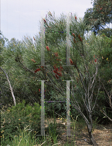 Picture of Hakea bucculenta 