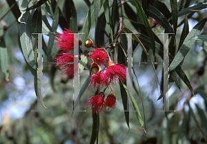 Picture of Eucalyptus leucoxylon ssp. megalocarpa 