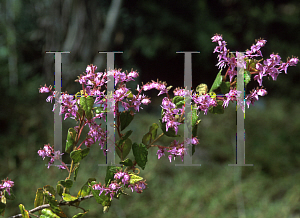 Picture of Thomasia laxiflora 
