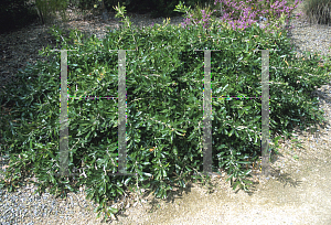 Picture of Banksia serrata 